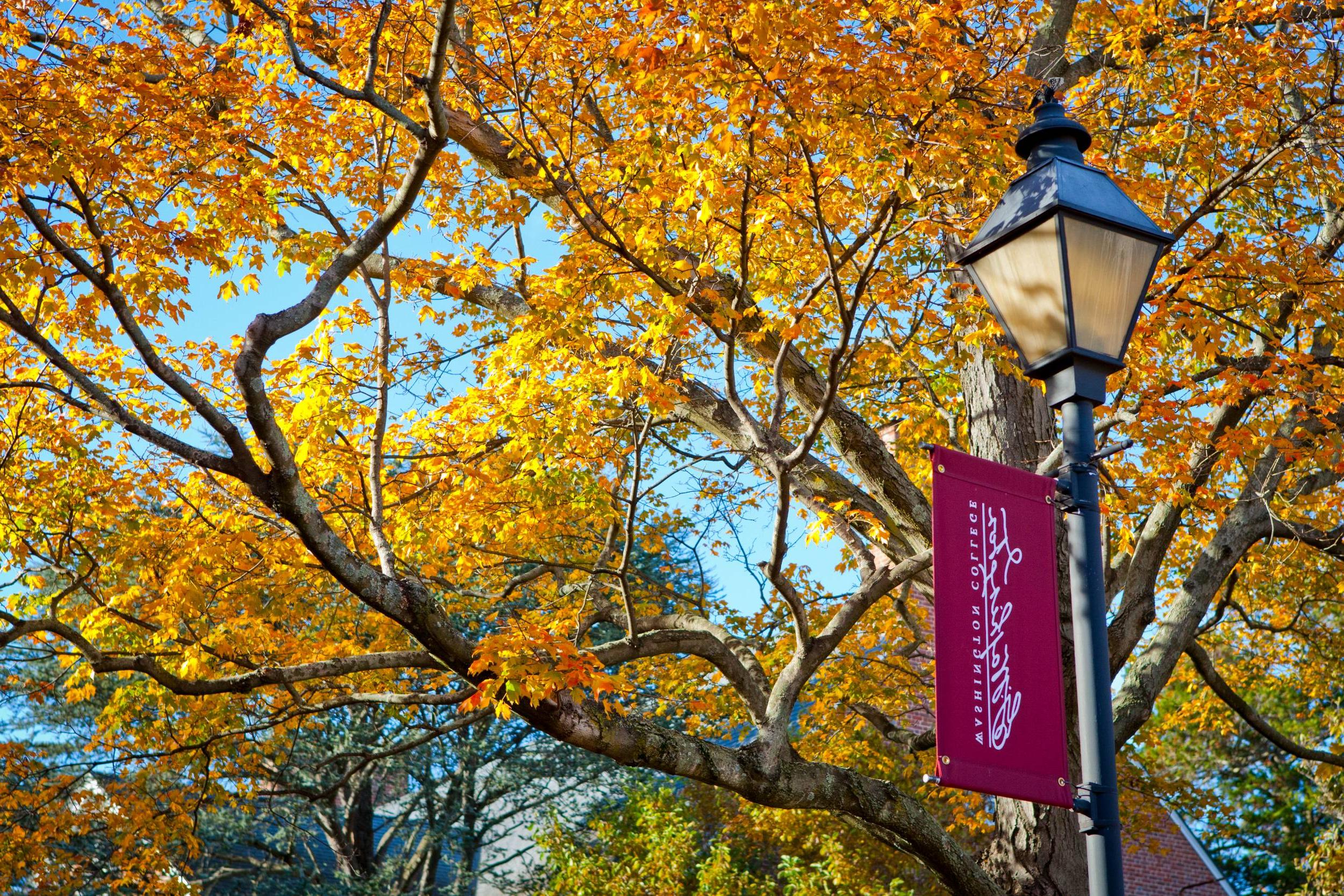 秋天的九州娱乐官网校园，橙色的树叶，灯柱上挂着九州娱乐官网的旗帜.